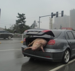 Pig (Dead) in Truck